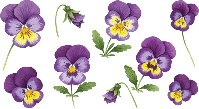 Purple pansy flowers with yellow centers and green leaves illustration