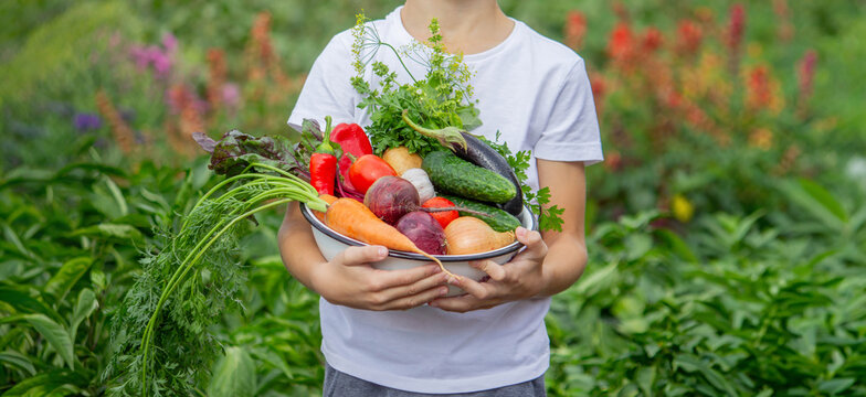 boy holding a bowl of organic vegetables in the garden. Harvest time