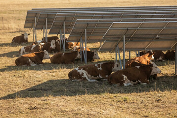 Cattle Resting In Shade Under Agrivoltaic Solar Panel Installation.