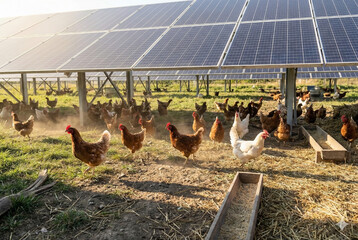 Free Range Chickens Walking Under Agrivoltaic Solar Panels On Farm.