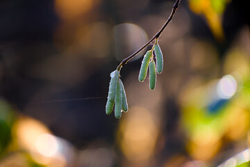 Tree catkins in soft winter light with natural bokeh background