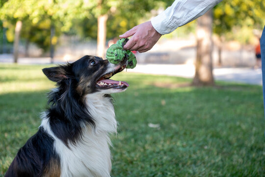 Border collie playing fetch with owner in park - Powered by Adobe