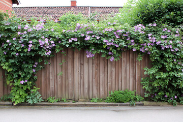 Climbing plants flourish on a wooden fence in bright summer light Generative AI