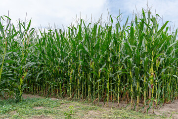 Green corn field. Growing maize, one of the most popular and in-demand agricultural crops.