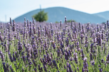 avender field in blossom. Lavender bushes close up and beautiful nature landscape at the background.