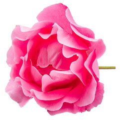 Vivid pink rose on white background. File contains clipping path.
