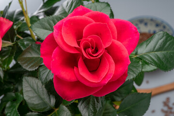 Vivid pink rose between lush plant greenery close up.