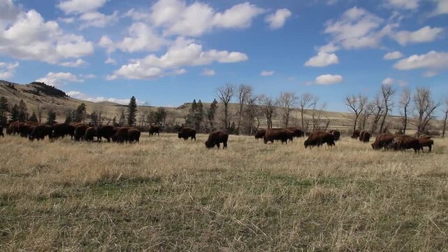 Amerikanischer Pr&auml;riebison - American bison - Buffalo