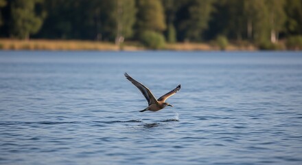 Bird soars over calm lake