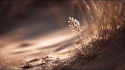 Serene Grass in Golden Sunlight on Sand
