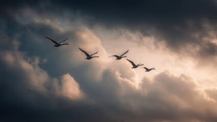 Obraz premium Swans fly through stormy clouds