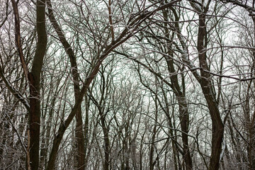 Fototapeta premium Winter Nature Walk Through Snow Covered Forest