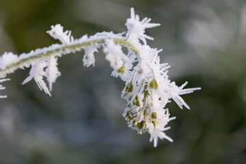 plantes givr&eacute;es