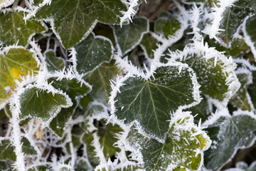 v&eacute;g&eacute;tation givr&eacute;e