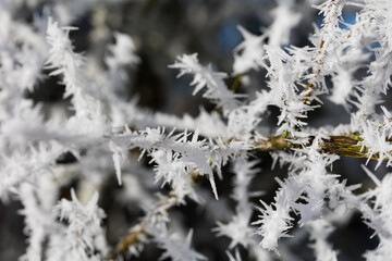 plantes givr&eacute;es