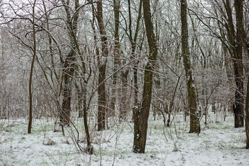 Fototapeta premium Winter Nature Walk Through Snow Covered Forest