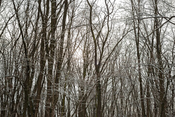 Winter Nature Walk Through Snow Covered Forest