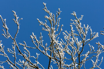 plantes givr&eacute;es