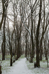 Fototapeta premium Winter Nature Walk Through Snow Covered Forest