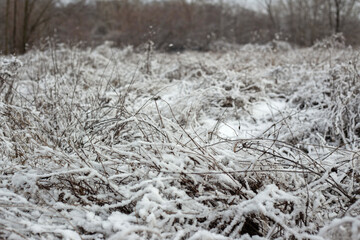 Winter Nature Walk Through Snow Covered Forest