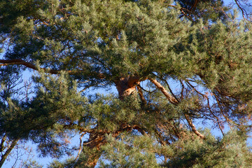 Pine tree canopy with green needles against clear blue sky