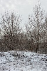 Fototapeta premium Winter Nature Walk Through Snow Covered Forest