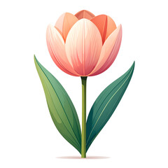 Fototapeta premium Elegant pink tulip flower illustration with green leaves in clean minimal modern botanical style