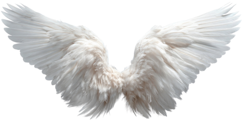 White Dove Wings Spread Wide Open Feathers in Flight Isolated on Transparent Background