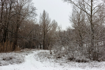 winter landscape with snow