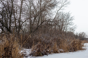 winter landscape with snow