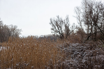 winter landscape with snow