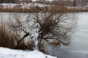 winter landscape with snow