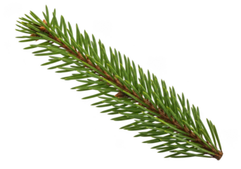 A single spruce or fir tree branch with green needles, angled diagonally, isolated on transparent background