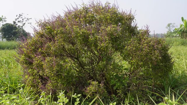 Bushy Green Tulsi Shrub in Lush Paddy Field