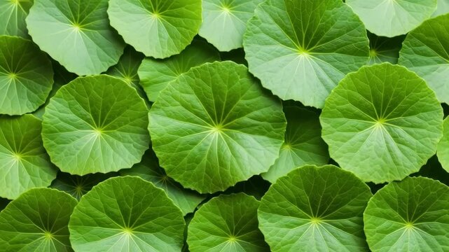 Lush Green Asiatic Pennywort Leaves: Vibrant Natural Texture Background