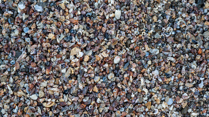 Natural seashell background with assorted shell fragments on beach
