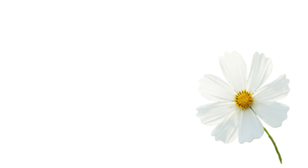 Delicate white cosmos flowers with bright yellow centers in sharp focus on the right, against a soft ethereal bokeh garden background with white copy space on the left, concept of natural floral