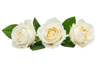 Three delicate white rosebuds with green leaves and dew drops, arranged horizontally on a transparent studio background, photorealistic close-up, concept of natural purity