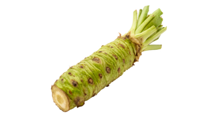 Fresh wasabi root ready for preparation isolated on transparent background cut out