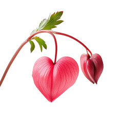 Pink bleeding heart flower on transparent background