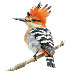 Colorful bird on transparent background