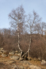 dead tree in the forest