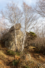dead tree in the mountains