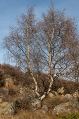 tree in the mountains