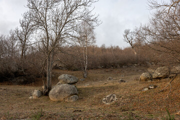 dead tree in the desert