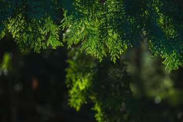 冬の山　ヒノキの葉が日差しで輝く06