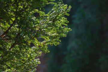 冬の山　スギの葉が日差しで輝く05