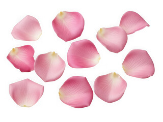 Fototapeta premium Collection of pink rose petals scattered, isolated on transparent background
