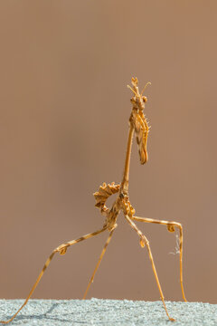 close up of an Empusa (mantis)