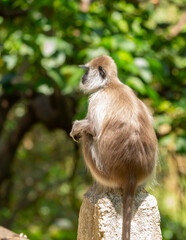 Obraz premium Gray hanuman langurs on a tree. Monkeys in the wild in the jungles of Sri Lanka. Troop of monkeys on trees. Wildlife scene with wild animals.